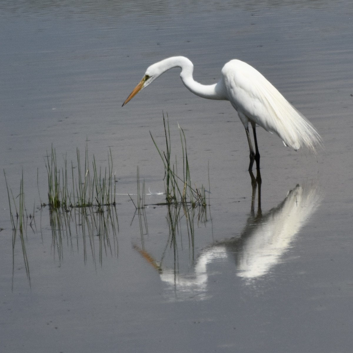 Grande Aigrette - ML621380775