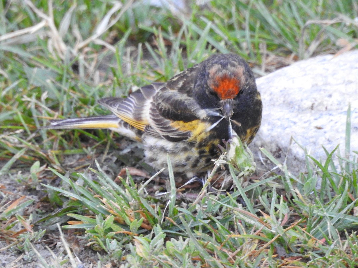 Fire-fronted Serin - ML621380836