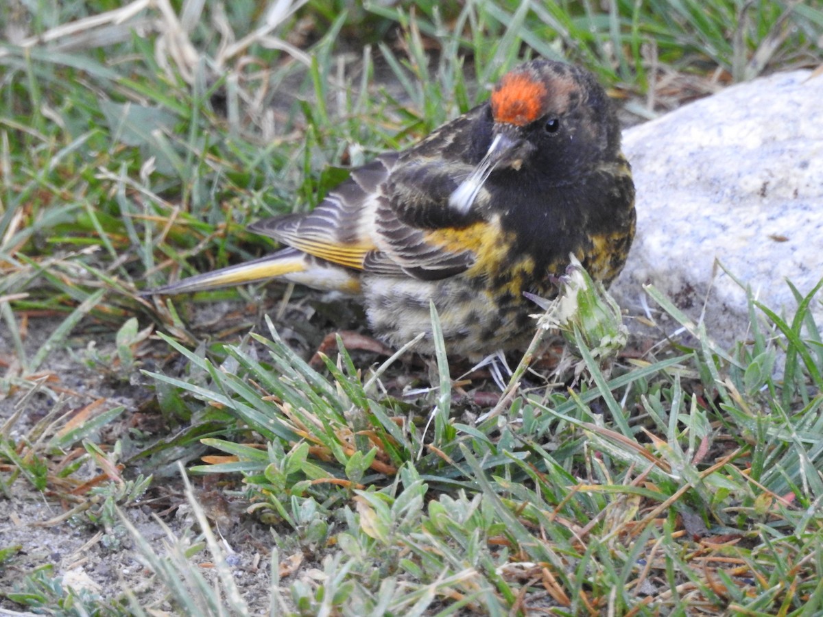 Fire-fronted Serin - ML621380838