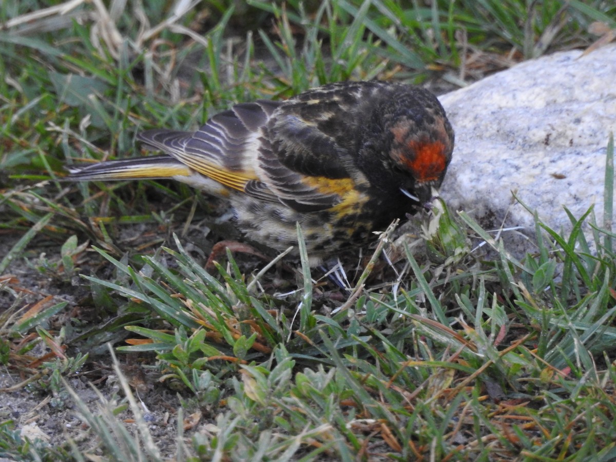 Fire-fronted Serin - ML621380841