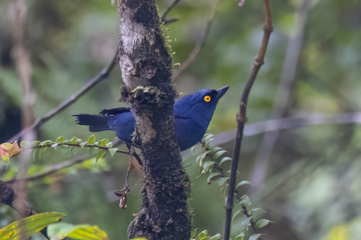 Deep-blue Flowerpiercer - ML621380866