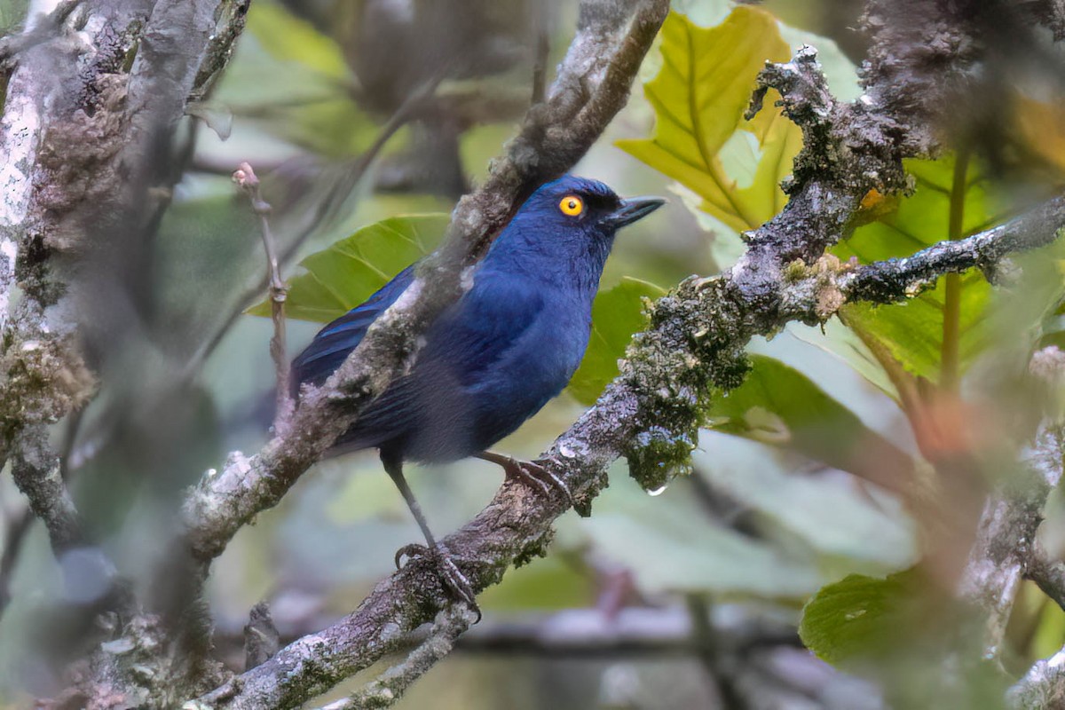 Deep-blue Flowerpiercer - ML621380867