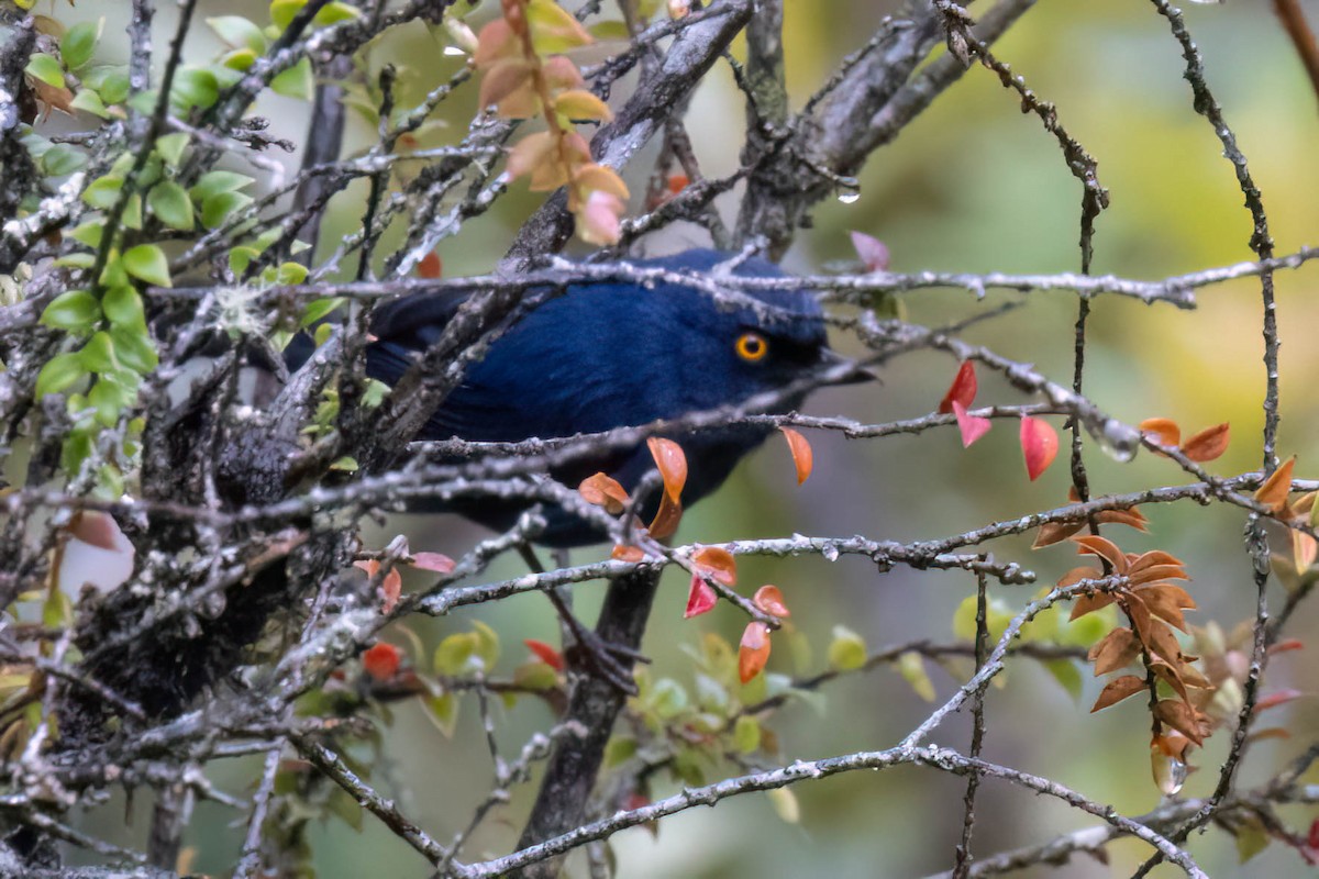 Deep-blue Flowerpiercer - ML621380868