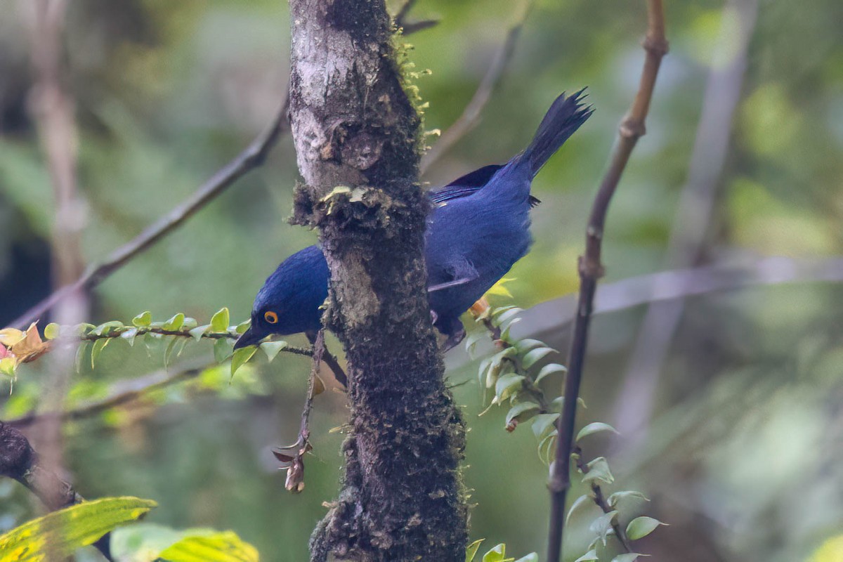 Deep-blue Flowerpiercer - ML621380869