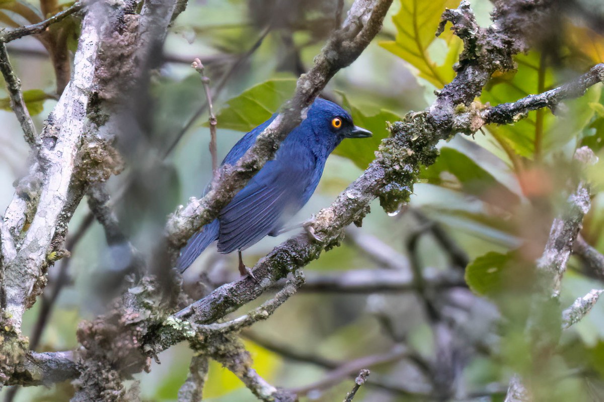 Deep-blue Flowerpiercer - Rich Kostecke