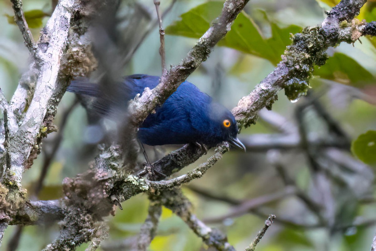 Deep-blue Flowerpiercer - ML621380871