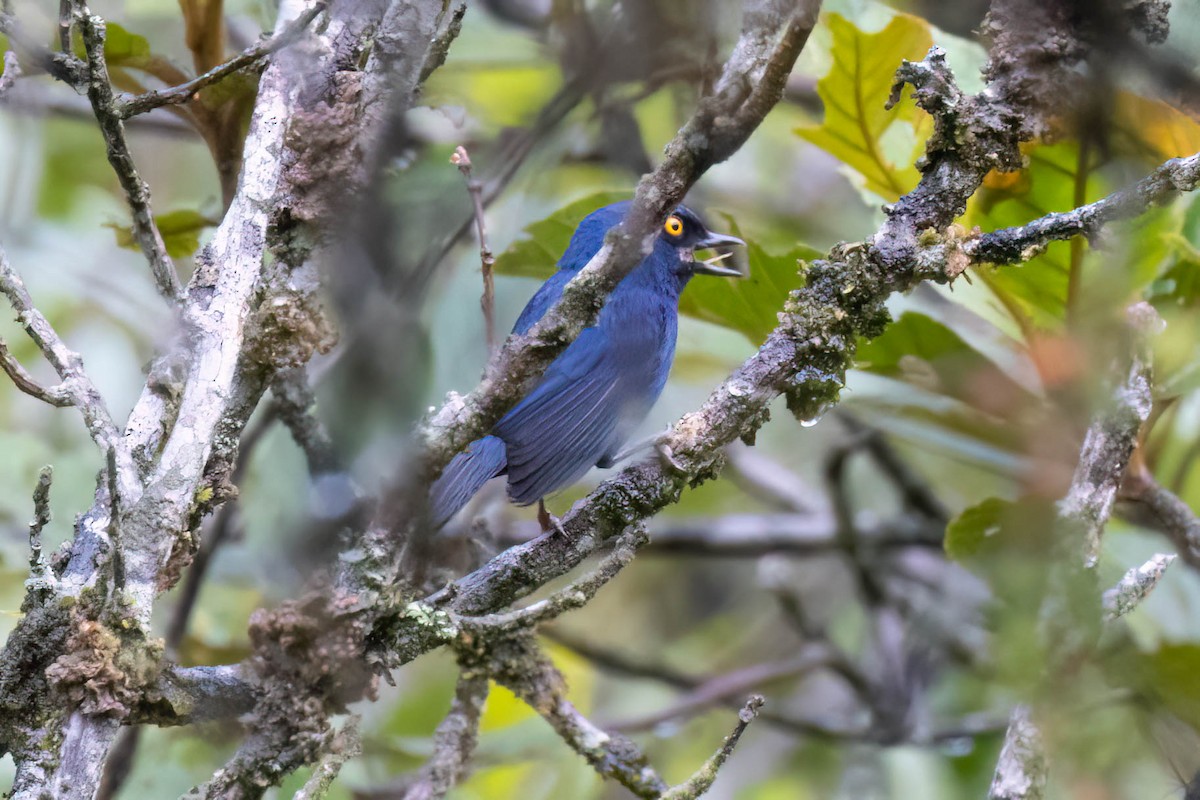 Deep-blue Flowerpiercer - ML621380872