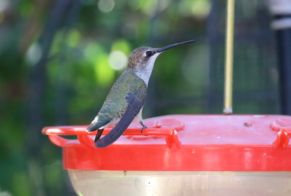 Black-chinned Hummingbird - ML621380881