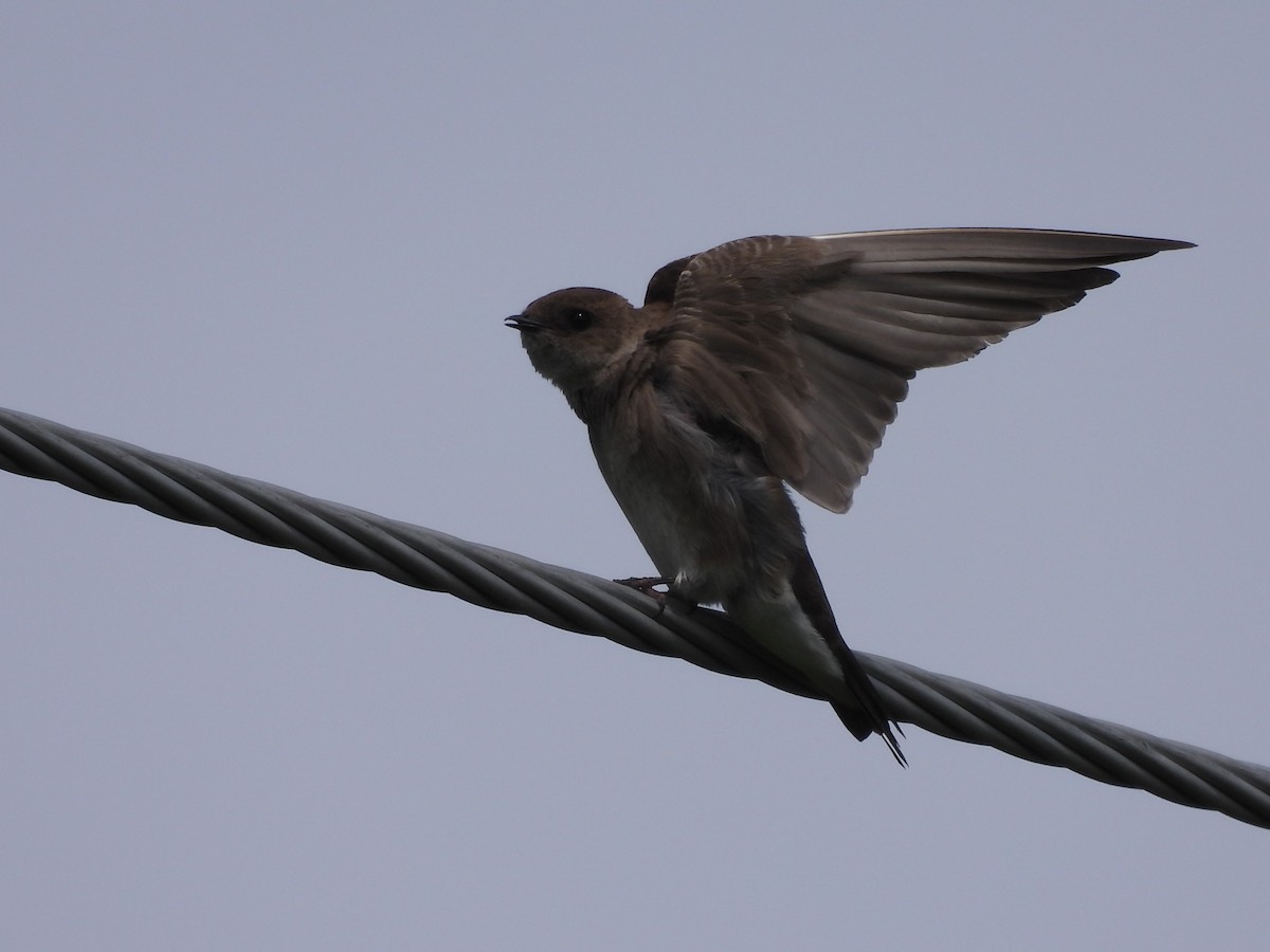 Northern Rough-winged Swallow - ML621380887