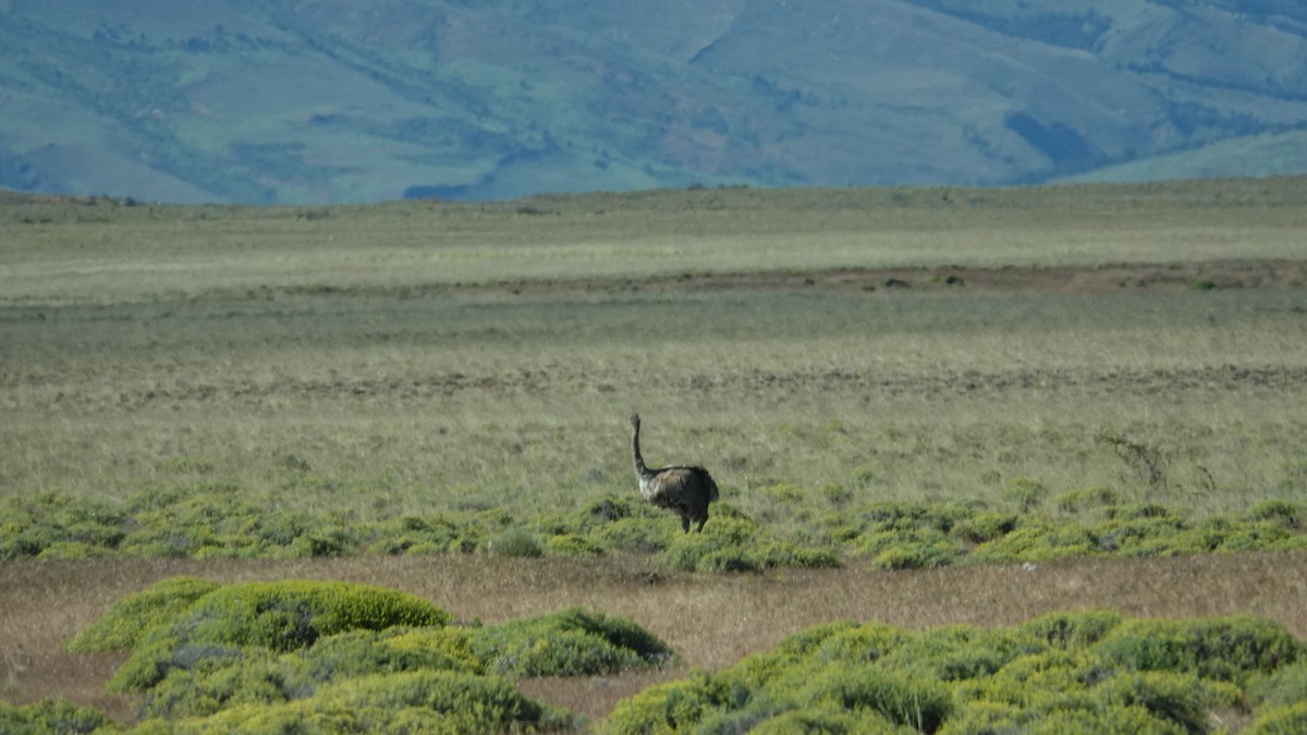 Lesser Rhea - ML621380967