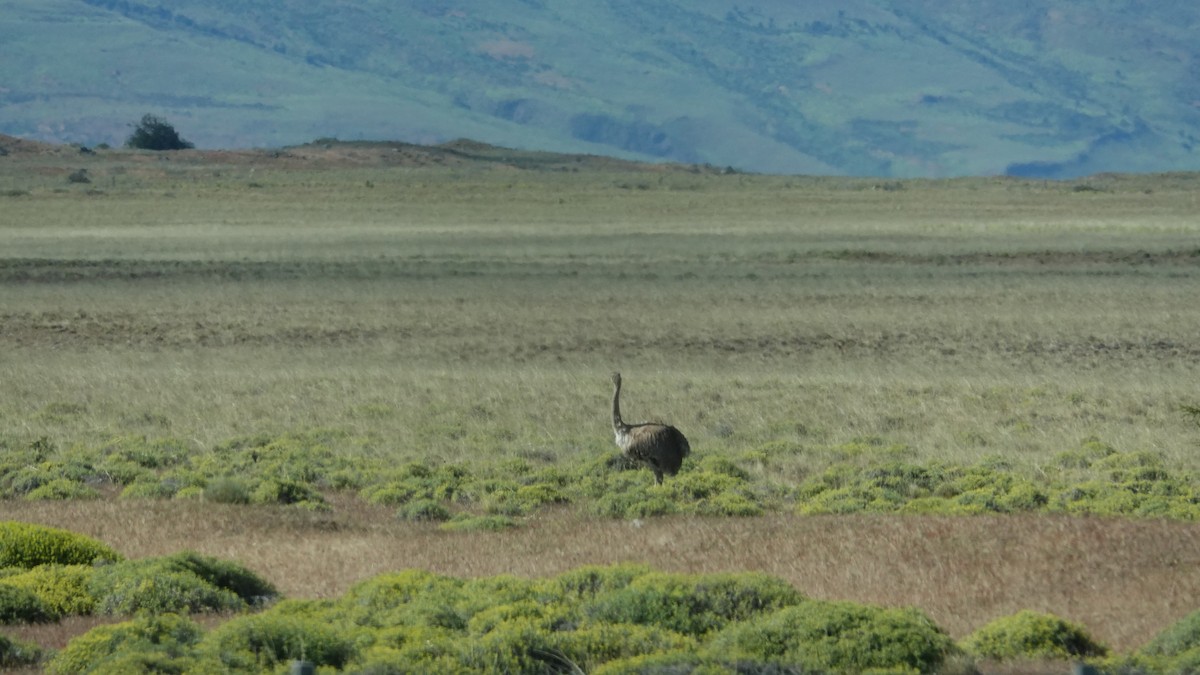 Lesser Rhea - ML621380968