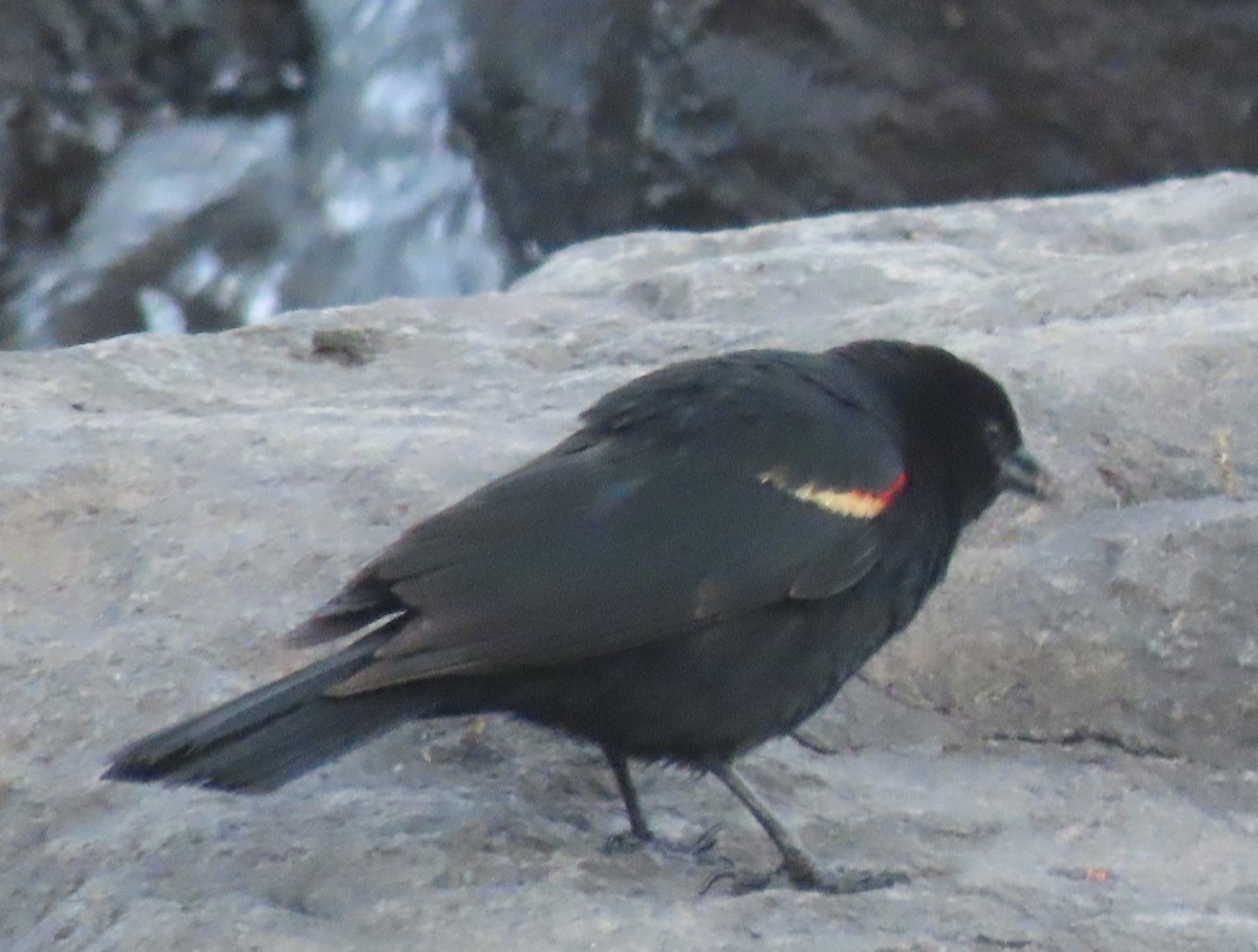 Red-winged Blackbird - ML621380988