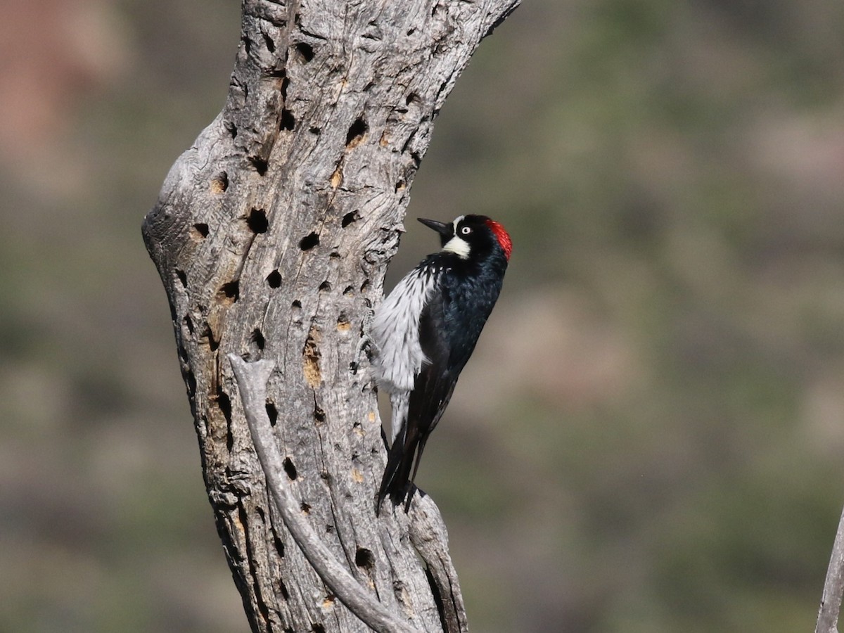 Acorn Woodpecker - ML621381006