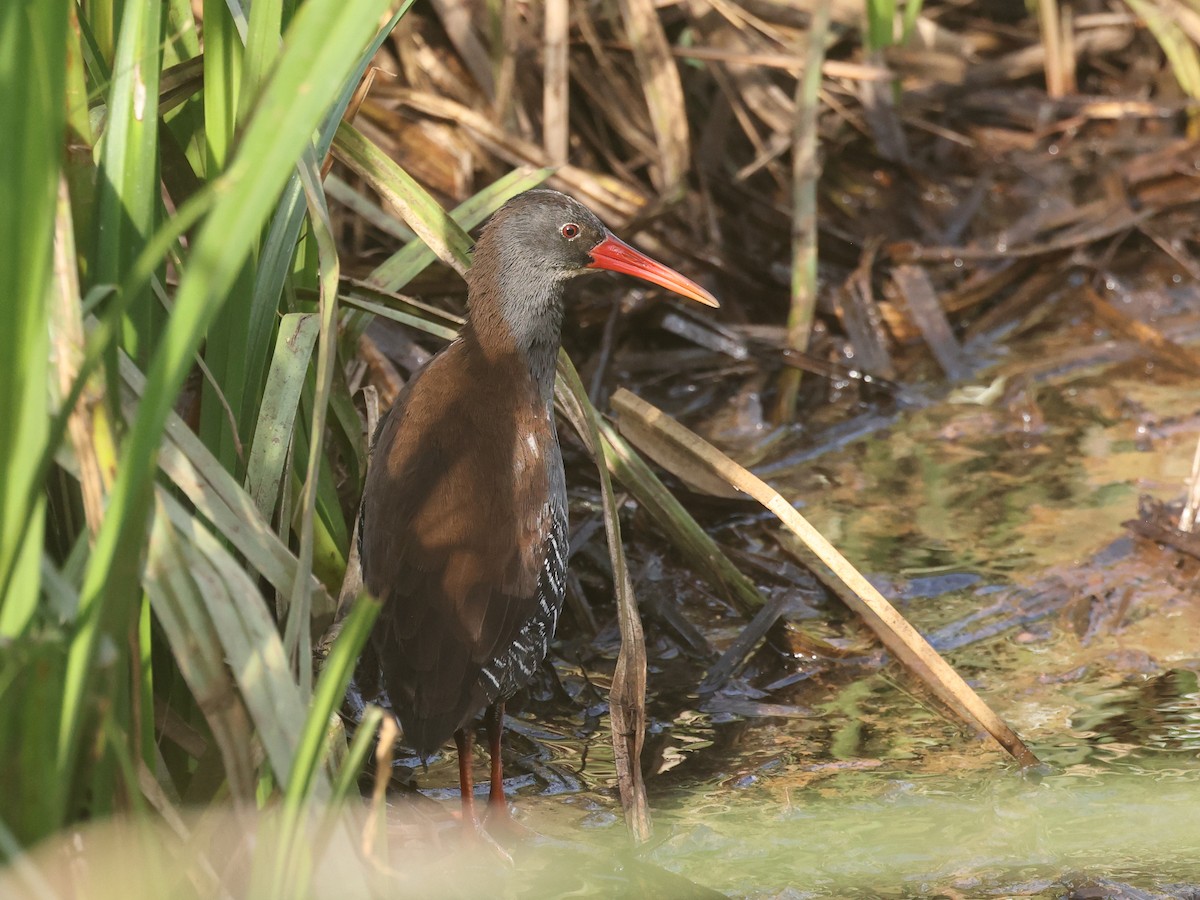 African Rail - ML621381094