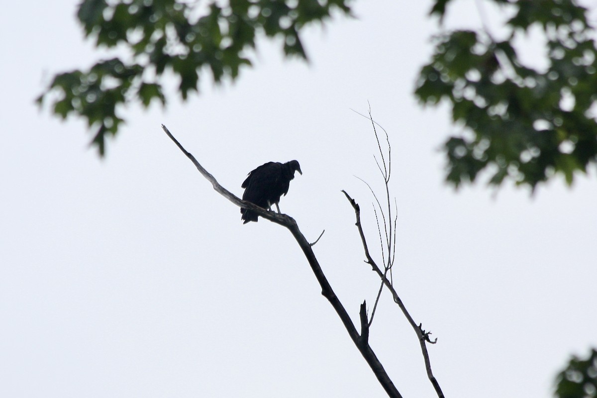 Black Vulture - ML621381095