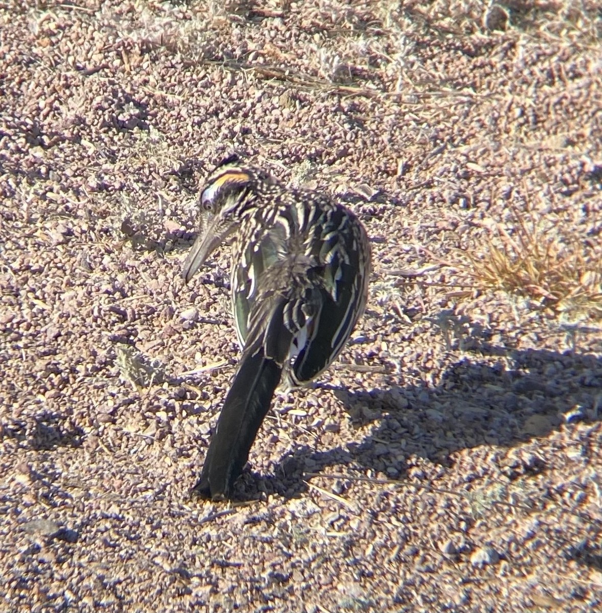 Greater Roadrunner - ML621381110