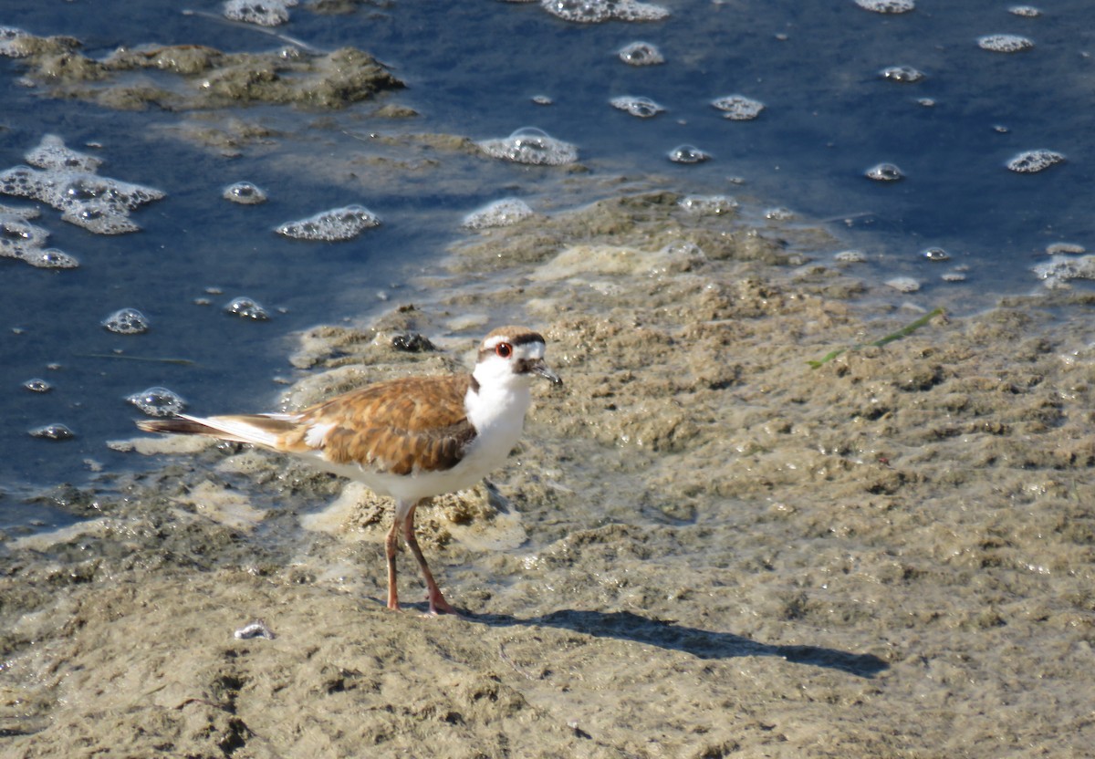 Killdeer - ML621381140