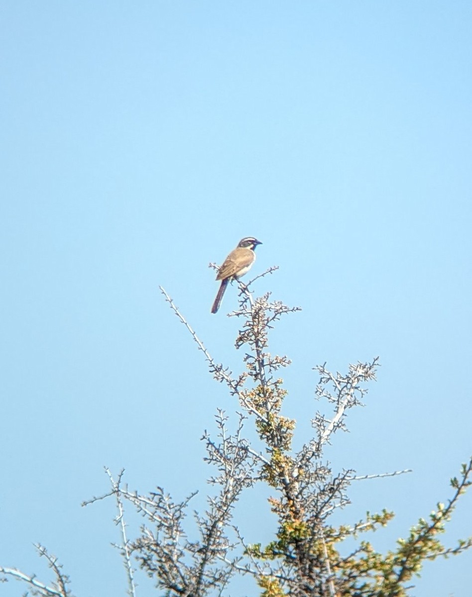 Black-throated Sparrow - ML621381201