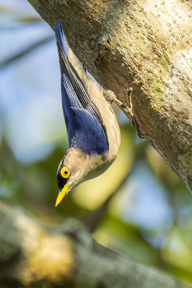 Yellow-billed Nuthatch - ML621381421