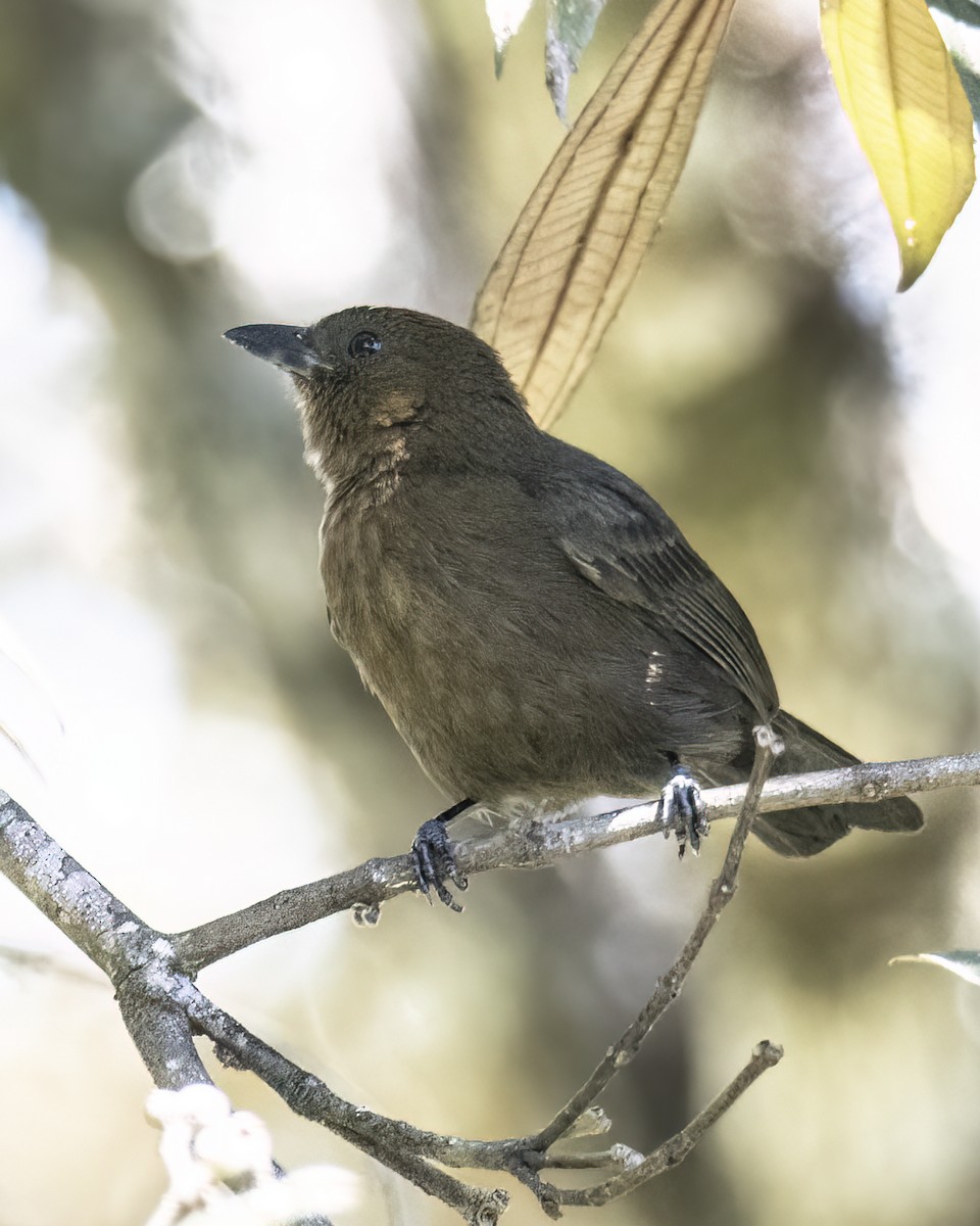 Shiny Cowbird - ML621381482