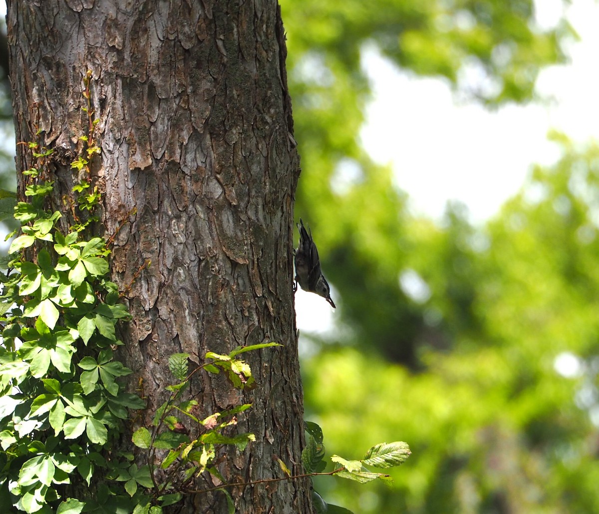 White-breasted Nuthatch - Andre Coquerel