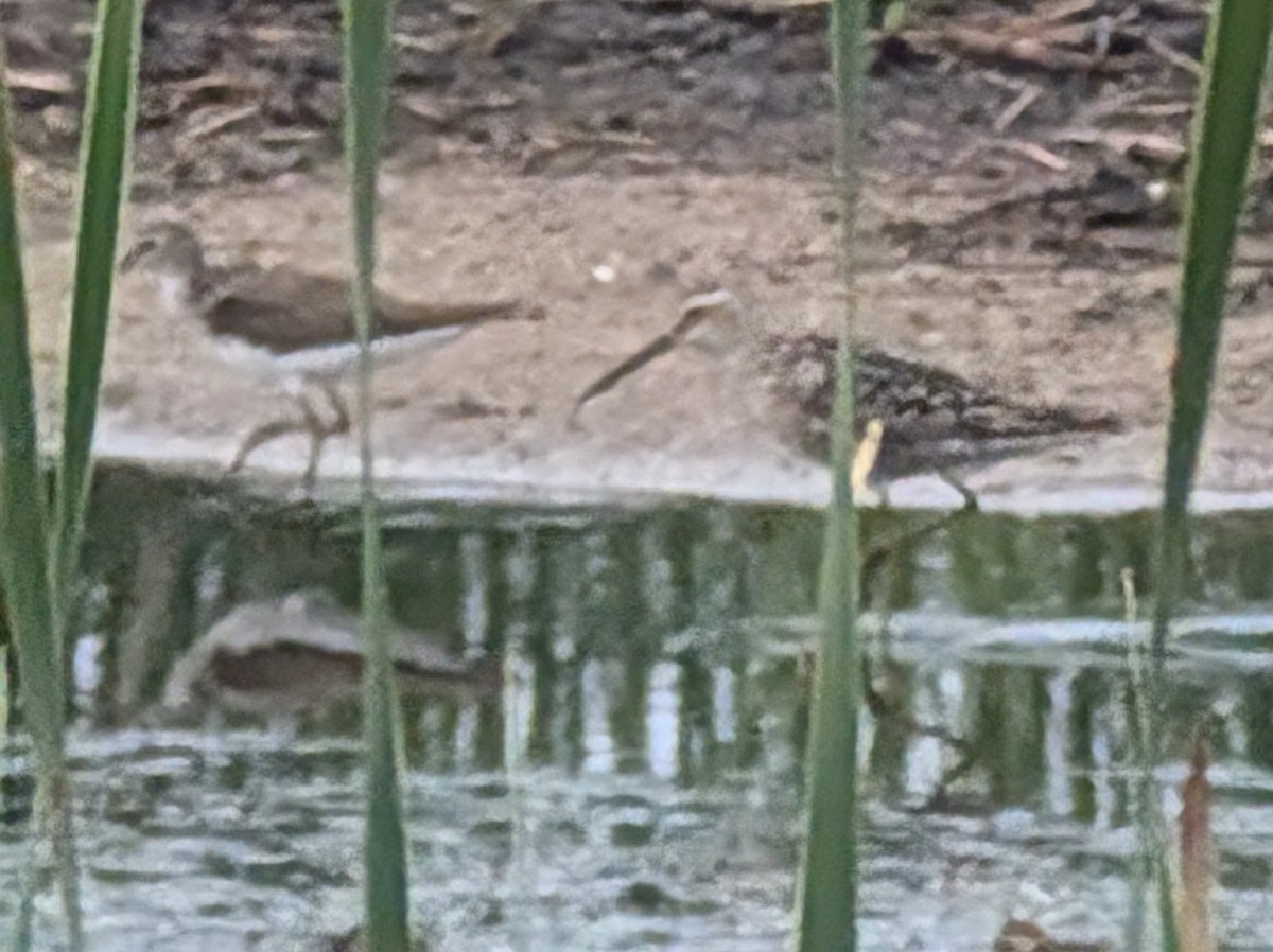 Solitary Sandpiper - ML621381598