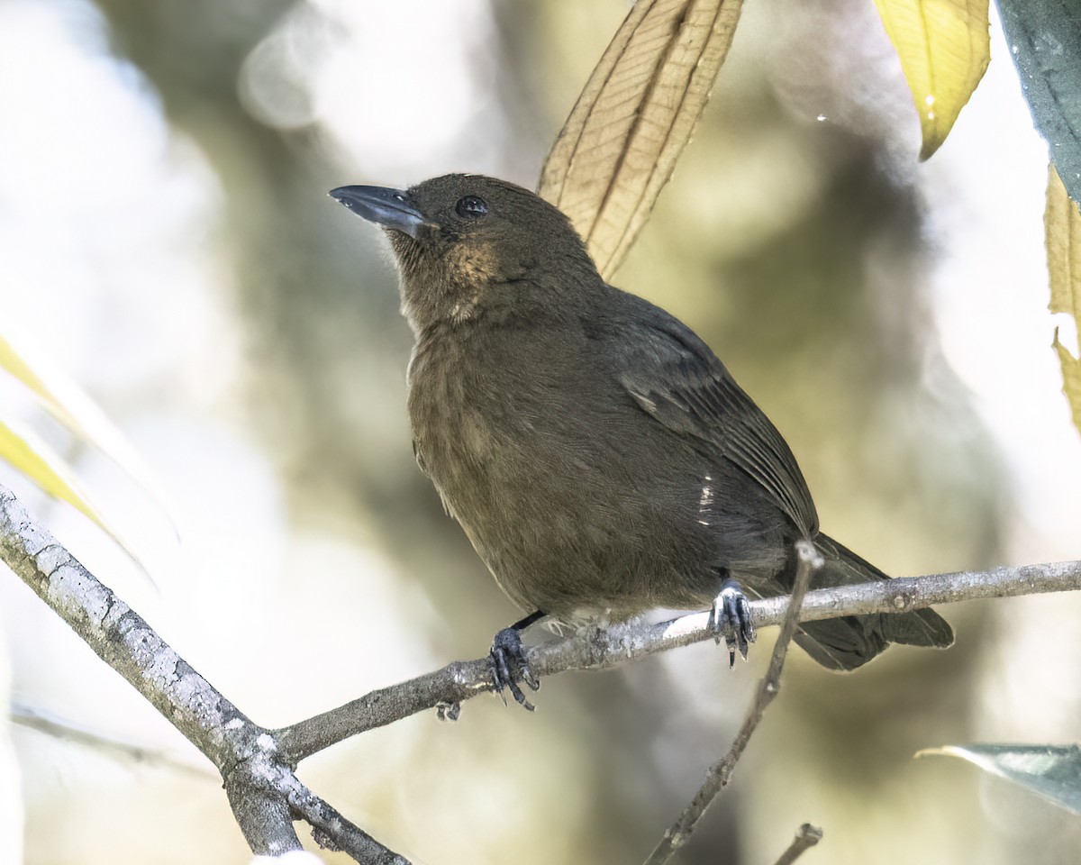 Shiny Cowbird - ML621381604