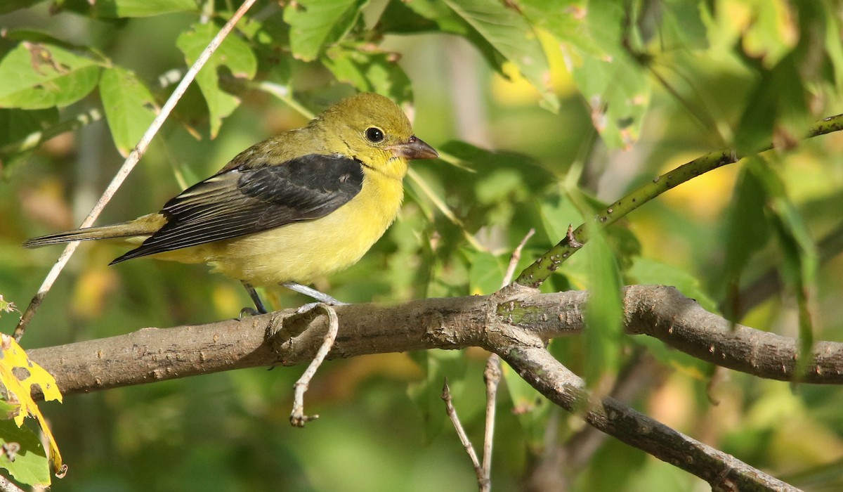 Scarlet Tanager - Benjamin Hack