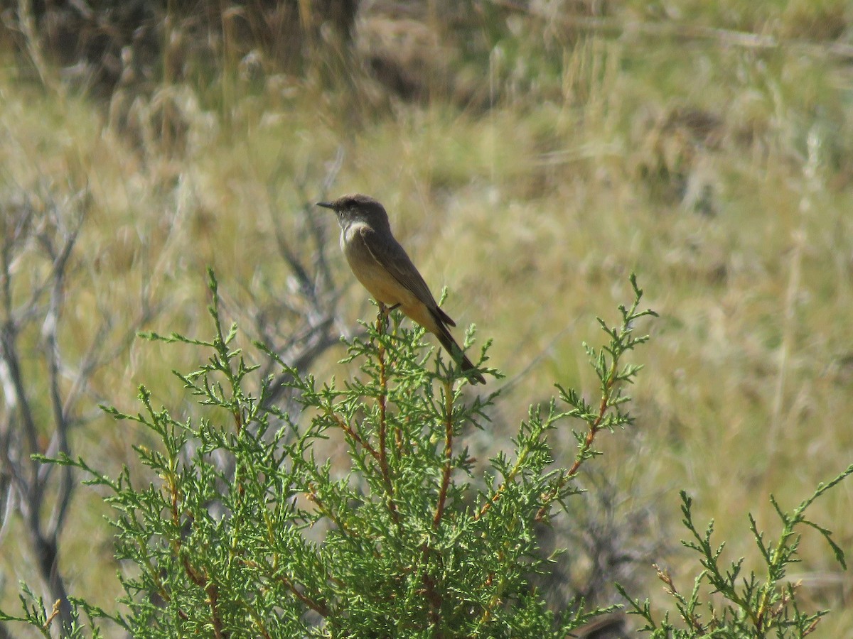 Say's Phoebe - ML621381691