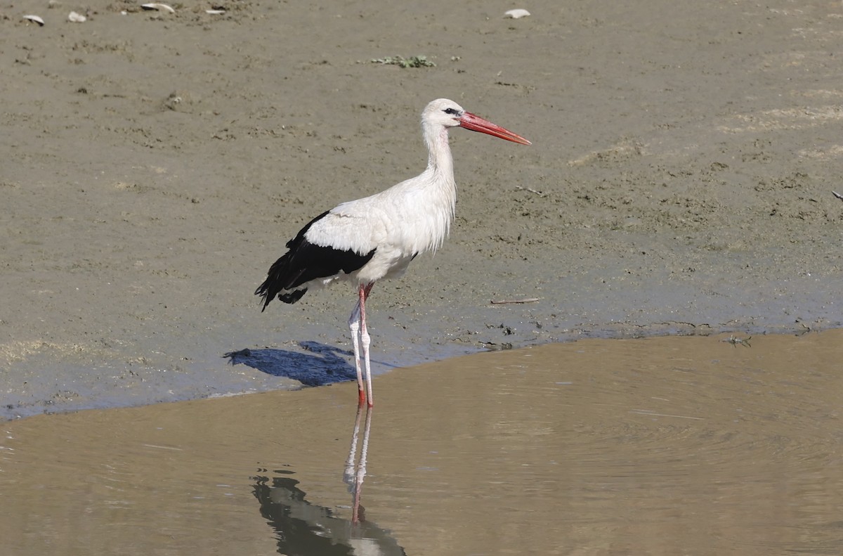 White Stork - ML621381719