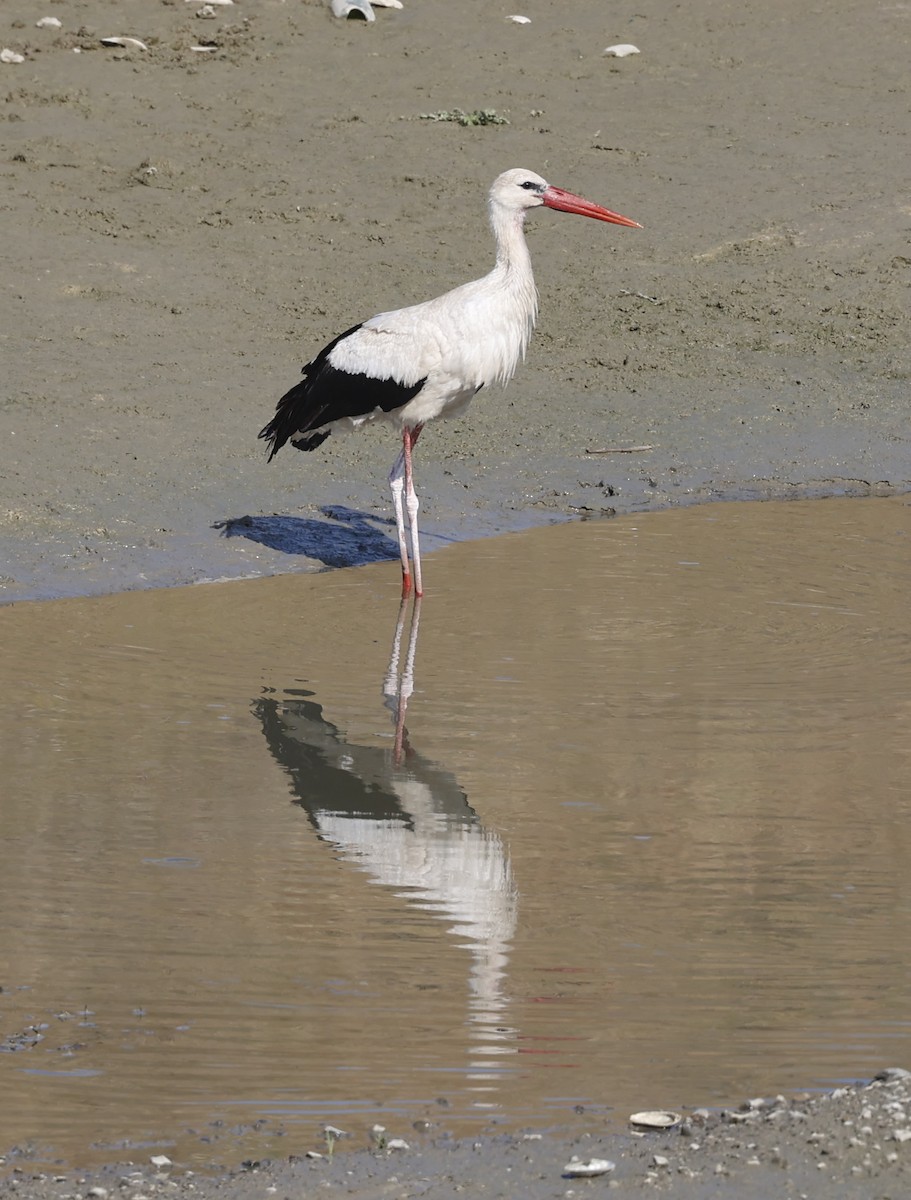 White Stork - ML621381720