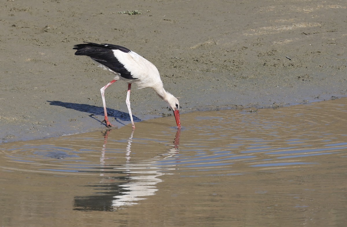 White Stork - ML621381721