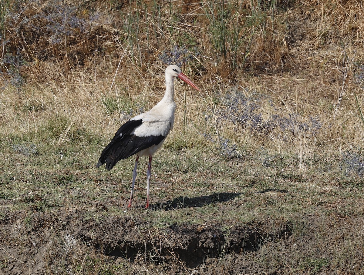 White Stork - Nikos Mavris