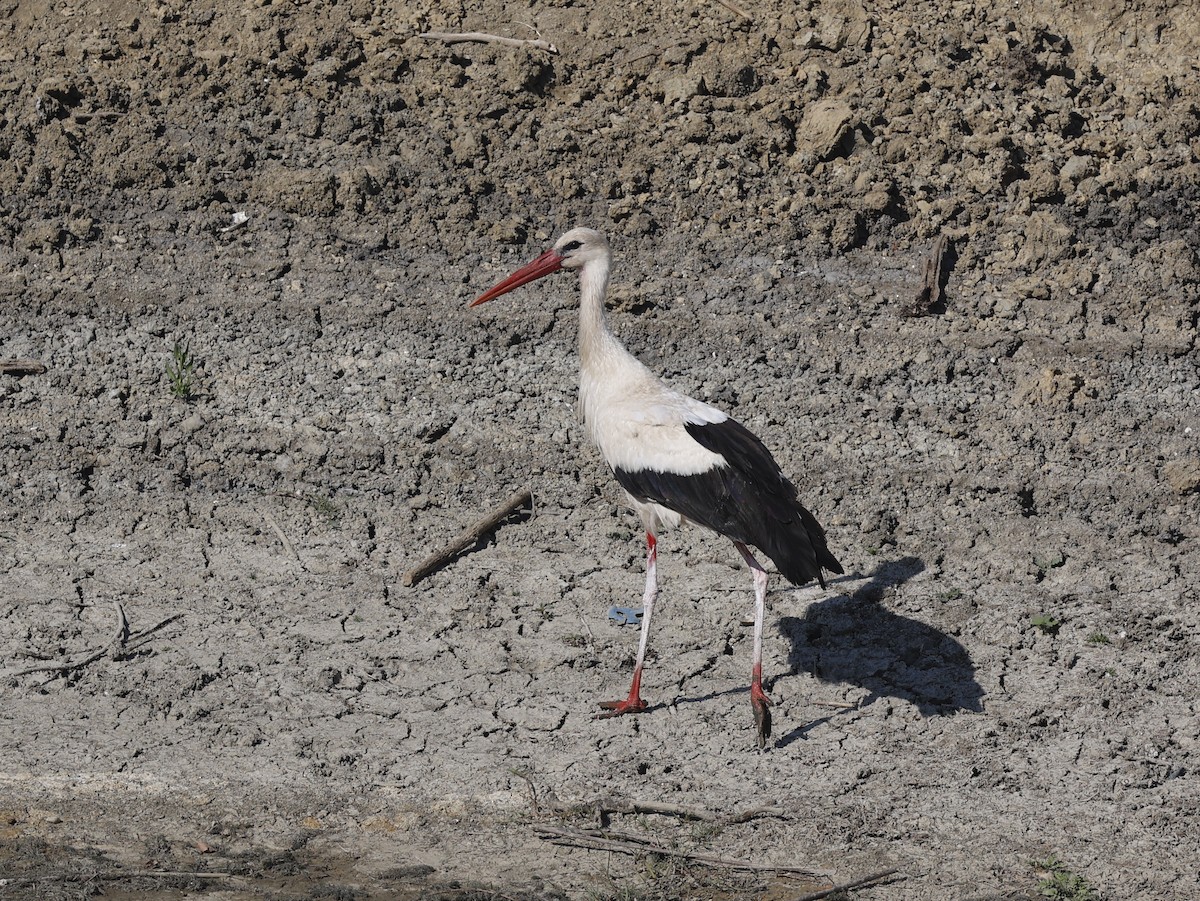 White Stork - ML621381723