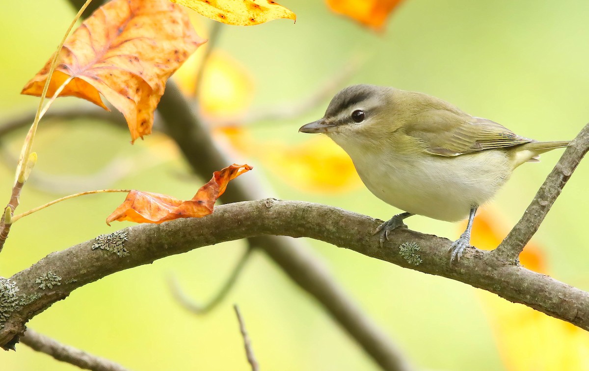 Red-eyed Vireo - ML621381785