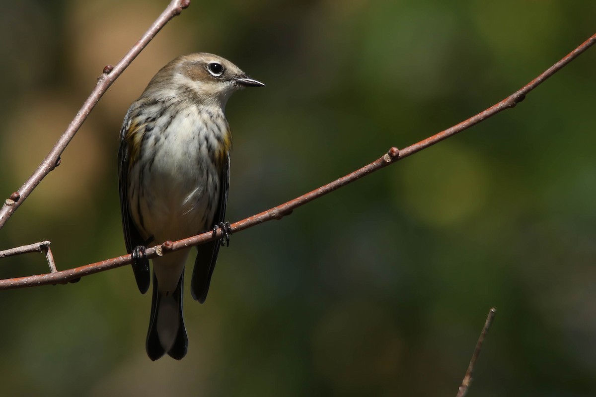 Yellow-rumped Warbler - ML621381893