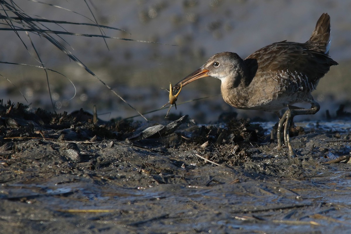 Clapper Rail - ML621381934