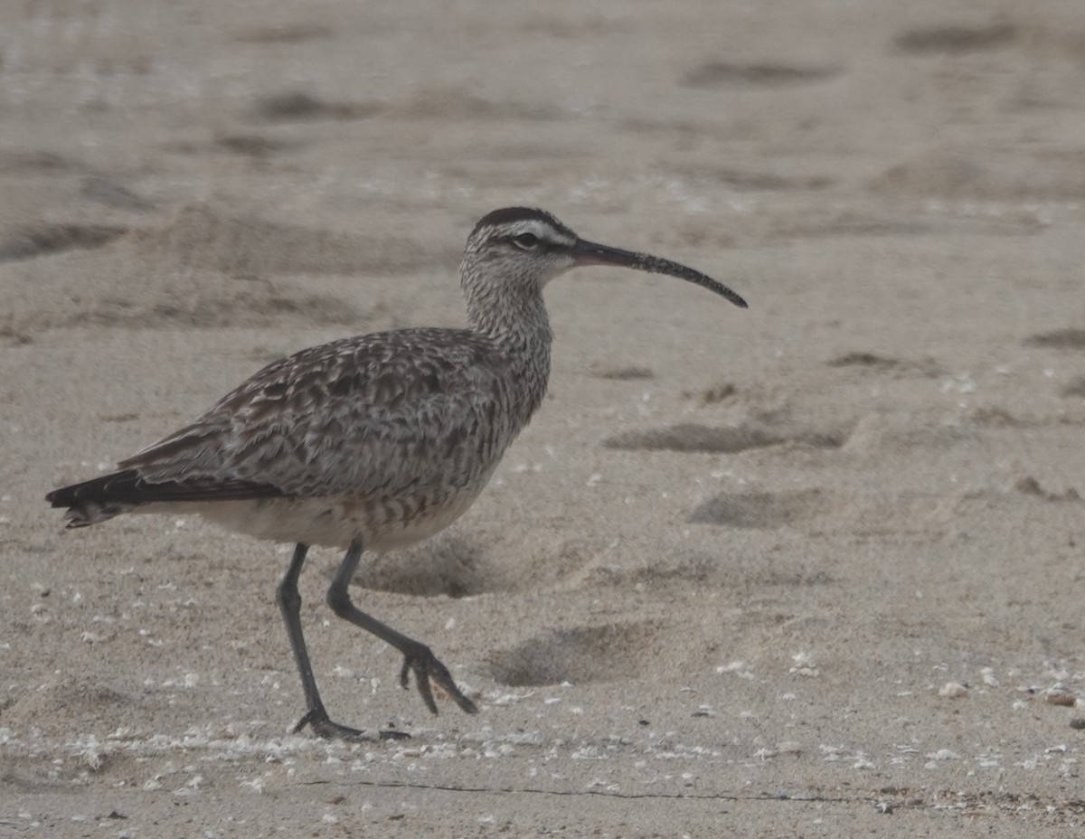 Whimbrel (Hudsonian) - ML621381960
