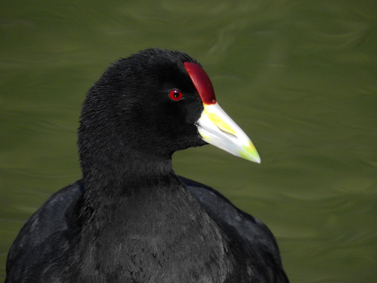 Slate-colored Coot - ML621381972