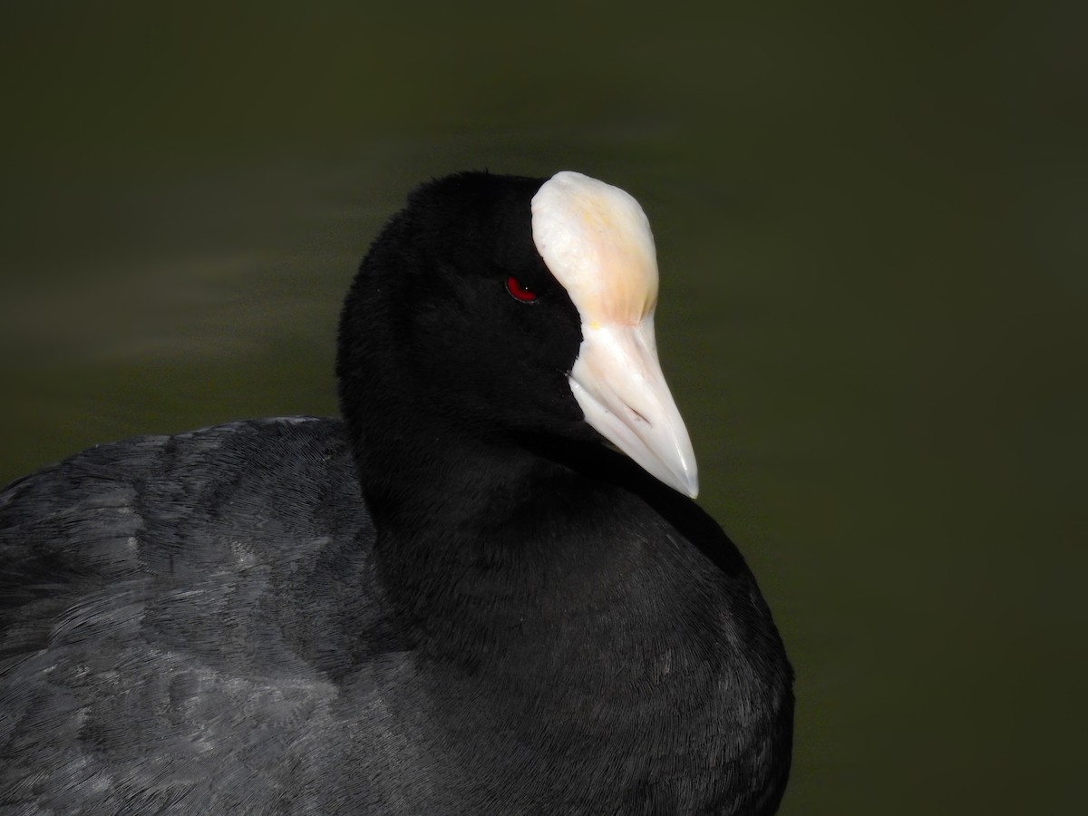 Slate-colored Coot - ML621381973