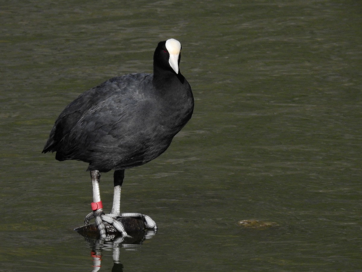 Slate-colored Coot - ML621381974