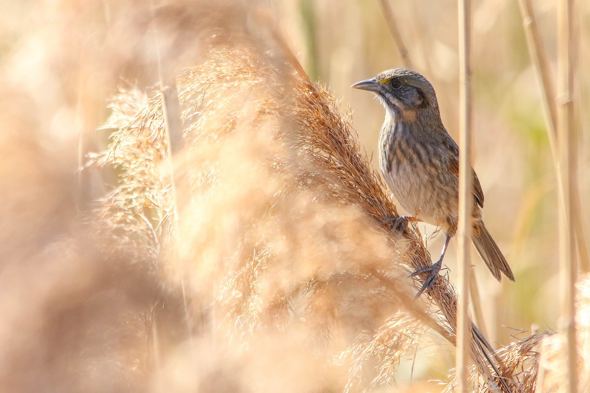 Seaside Sparrow (Atlantic) - ML621381983