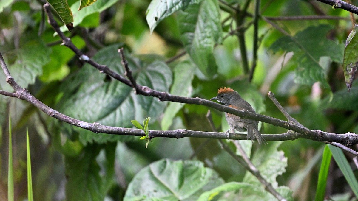 Dark-breasted Spinetail - ML621381996