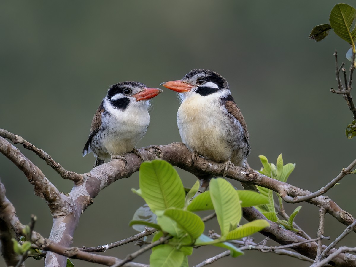 White-eared Puffbird - ML621381999