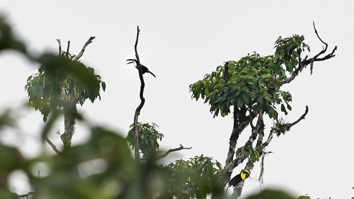 Toucan tocard - ML621382004