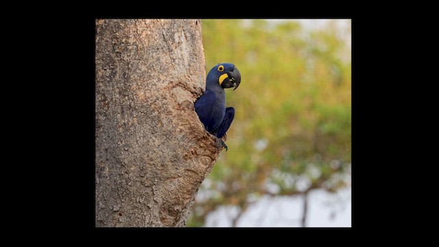 Hyacinth Macaw - ML621382021