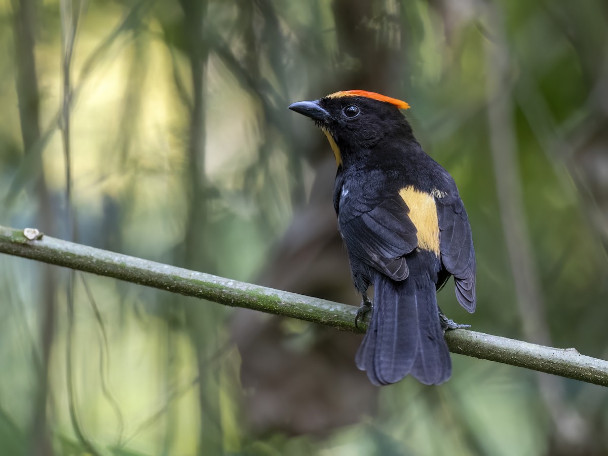 Flame-crested Tanager - ML621382044