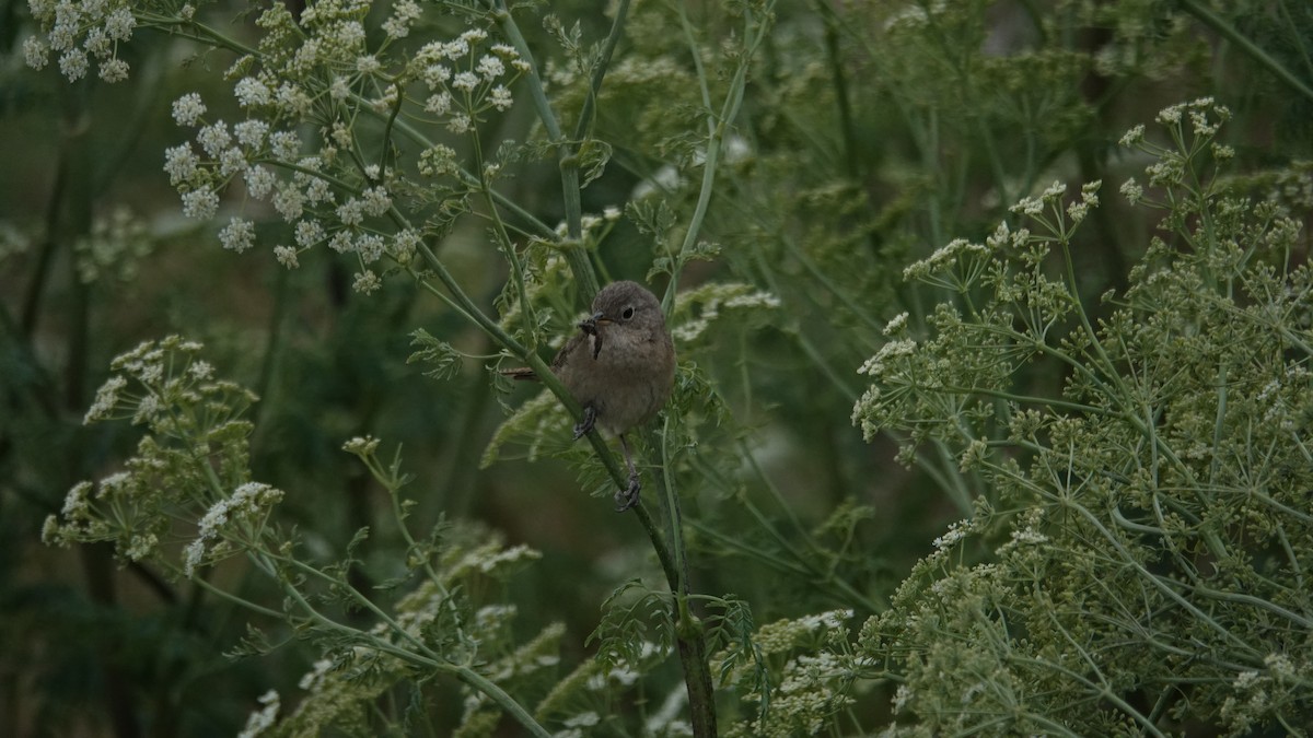 Grass Wren - ML621382046