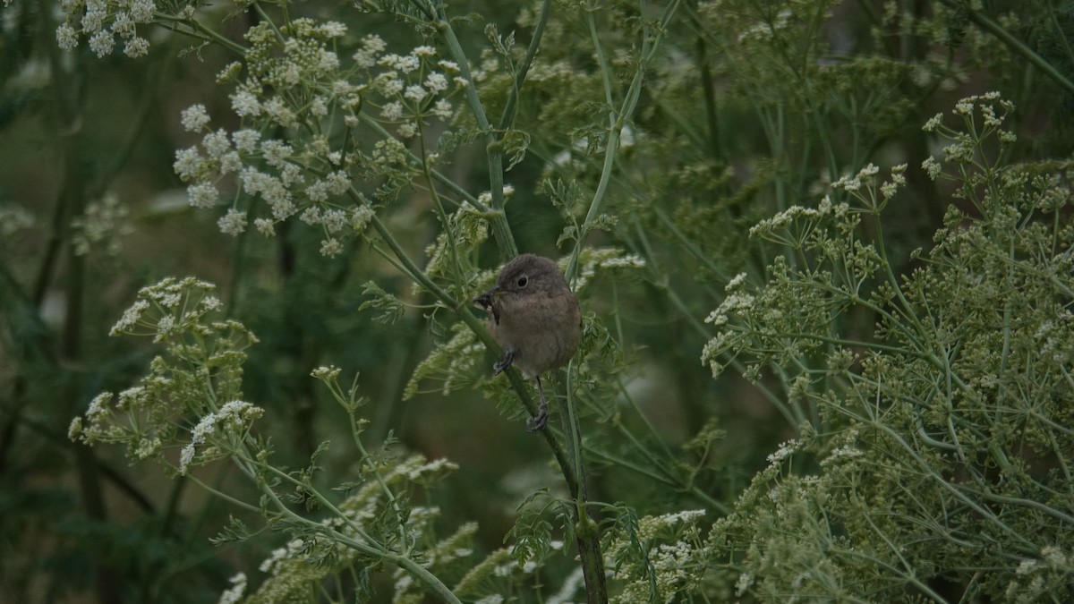 Grass Wren - ML621382048