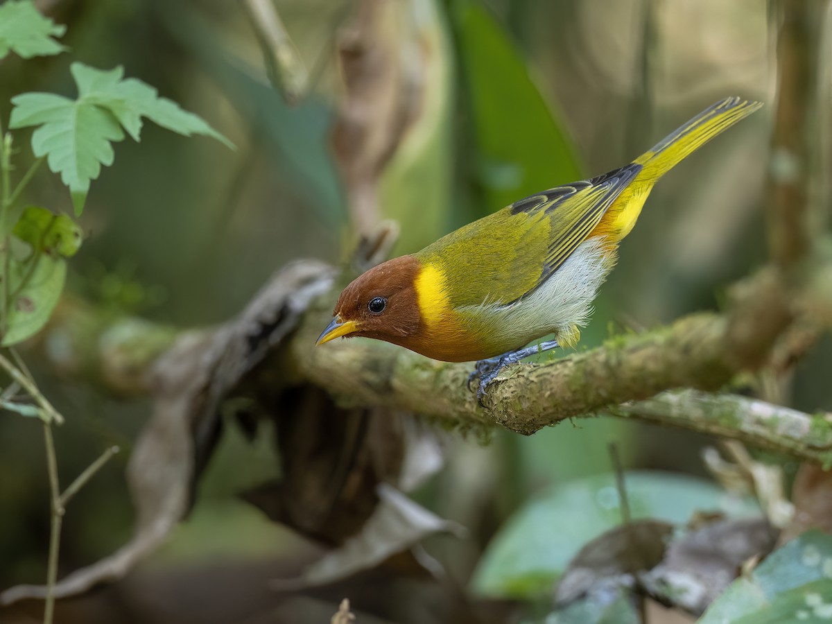 Rufous-headed Tanager - ML621382051